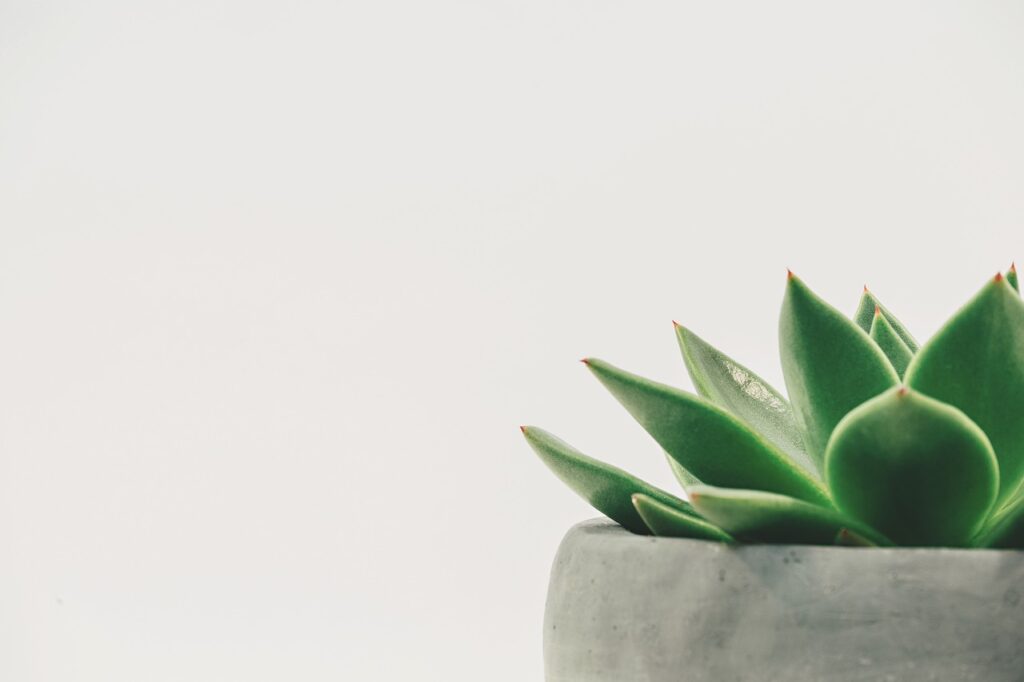 Aplicativo Planta e Jardinagem