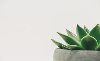 Aplicativo Planta e Jardinagem