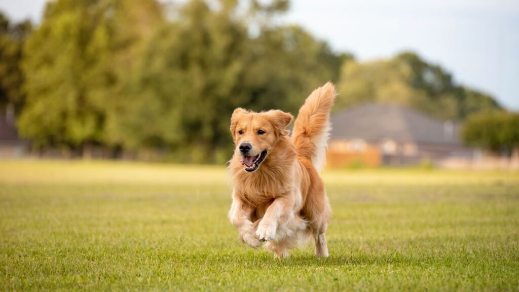 pet